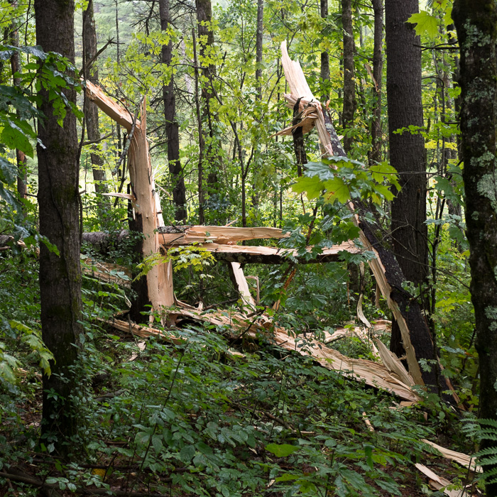 Albums 101 Pictures What Does A Tree Struck By Lightning Look Like Sharp 102023 