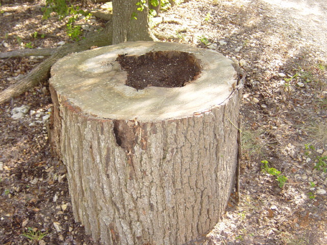 Hollow Tree Log